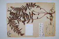 毛葉腎蕨藏品圖，第1張