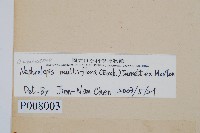 毛葉腎蕨藏品圖，第2張