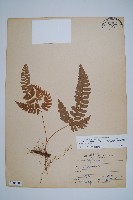 斜方複葉耳蕨藏品圖，第1張