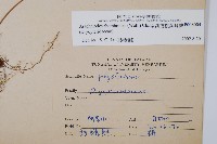 斜方複葉耳蕨藏品圖，第2張