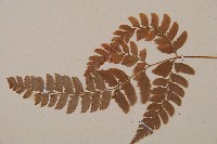 斜方複葉耳蕨藏品圖，第3張