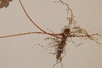 斜方複葉耳蕨藏品圖，第5張