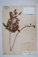 細葉複葉耳蕨藏品圖，第1張