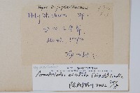 細葉複葉耳蕨藏品圖，第2張