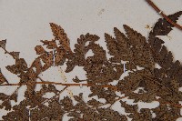 細葉複葉耳蕨藏品圖，第4張