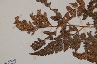 細葉複葉耳蕨藏品圖，第5張