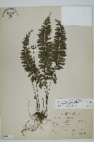 薄葉孔雀鐵角蕨、邊孢鐵角蕨藏品圖，第1張