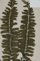 薄葉孔雀鐵角蕨、邊孢鐵角蕨藏品圖，第3張