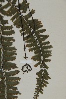 薄葉孔雀鐵角蕨、邊孢鐵角蕨藏品圖，第4張