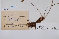 密毛毛蕨藏品圖，第2張