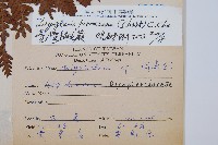 臺灣鱗毛蕨藏品圖，第2張