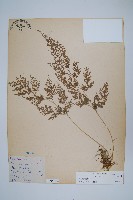 日本金粉蕨藏品圖，第1張