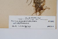 日本金粉蕨藏品圖，第2張