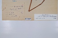 蕨藏品圖，第2張