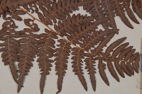 蕨藏品圖，第3張