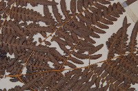 蕨藏品圖，第4張