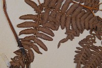 蕨藏品圖，第5張