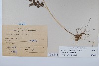 日本金粉蕨藏品圖，第2張