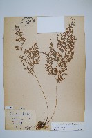 日本金粉蕨藏品圖，第1張