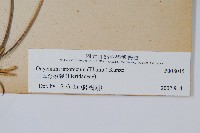 日本金粉蕨藏品圖，第2張