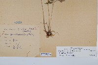 日本金粉蕨藏品圖，第1張