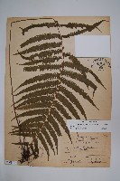 密毛毛蕨藏品圖，第1張