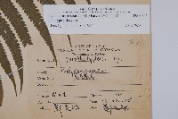 密毛毛蕨藏品圖，第2張