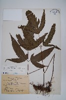 三叉蕨藏品圖，第1張