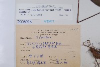 三叉蕨藏品圖，第2張