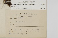 叢葉鐵角蕨藏品圖，第2張