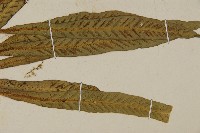 叢葉鐵角蕨藏品圖，第3張