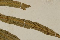 叢葉鐵角蕨藏品圖，第4張