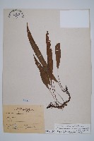 單葉雙蓋蕨藏品圖，第1張