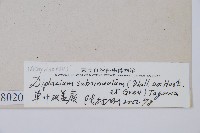 單葉雙蓋蕨藏品圖，第3張