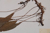 單葉雙蓋蕨藏品圖，第4張