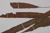 單葉雙蓋蕨藏品圖，第5張