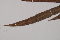 單葉雙蓋蕨藏品圖，第6張