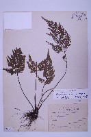 尖葉鐵角蕨藏品圖，第1張