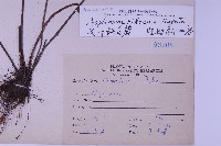 尖葉鐵角蕨藏品圖，第2張