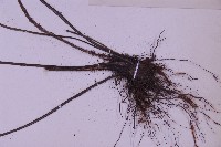 尖葉鐵角蕨藏品圖，第3張