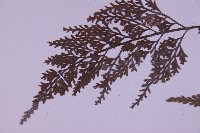 尖葉鐵角蕨藏品圖，第4張