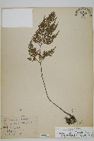 骨碎補鐵角蕨藏品圖，第1張