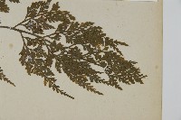 骨碎補鐵角蕨藏品圖，第3張