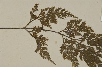 骨碎補鐵角蕨藏品圖，第4張