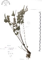 半邊羽裂鳳尾蕨藏品圖，第1張