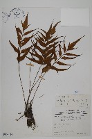 革葉鐵角蕨藏品圖，第1張