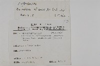 革葉鐵角蕨藏品圖，第2張