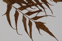 革葉鐵角蕨藏品圖，第3張