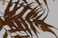 革葉鐵角蕨藏品圖，第4張