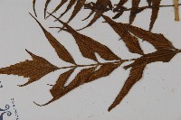 革葉鐵角蕨藏品圖，第5張